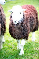 Herdwick Sheep Oil Painting, Blencathra, Orton, Mixed-Media Herdy Art, Herdies, Herdy Wall Art, Herdwick, Longlands Fell, Hallin Fell, Kirkland (Frizington), Steeple, Herdy Sheep Artist, Waberthwaite, Aikton, Lakeland Herdy Artworks, Seaton, Lindal in Furness, Whiteside, Crosby-on-Eden, Slate Fell, Gibson Knott, Herdy Sketches, Broom Fell, Drybeck, Bigrigg, Walla Crag, Holmrook, Arkleby, Herdwick Sheep Art, Muncaster Fell, Birker Fell,  Lake District, Cumbria.
