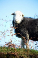 Fellbarrow, Steeple, Herdies, Haverthwaite, Hen Comb, Blake Fell, Ullock Pike, Herdwick Sheep Prints, Dendron, Herdwick Drawings, Herdwick Sheep Art, Illgill Head, Catterlen, Lakeland Herdy Artworks, Sallows, Egremont, Herdwick Sheep Art Studio, Alston, Herdy Art, Glenridding, Herdwick Sheep Acrylic Paintings, Pillar, Hartley, Glaramara, Herdy Sketches, Askam in Furness,  Lake District, Cumbria.