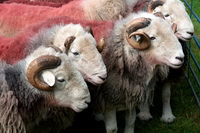 Herdwick Wall Art, Herdwick Drawings, Herdy Wall Art, Cartmel Fell, High Raise, Great Broughton, High Rigg, Scar Crags, Herdwick Sheep Oil Painting, Herdy Sketches, Herdy, Fairfield, Tarn Crag (Far Eastern Fells), Blea Rigg, High Seat, Lakeland Herdy Artworks, Herdwick, Robinson, Herdies, Causey Pike, Dearham, Herdwick Sheep Sketch, Little Asby, Urswick Great and Little, Herdwick Artwork, Seathwaite (Borrowdale), Tallentire, Catterlen, Calder Bridge, Kirkoswald,  Lake District, Cumbria.