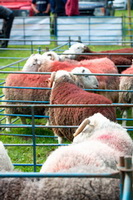 Herdwick Artwork, Blencogo, High Spy, Herdy Sheep Artist, Pillar, Orthwaite, Herdy Sketches, Biggar, Knott Rigg, Mixed-Media Herdy Art, Herdwick, Ambleside, Graystones, Whitehaven, Herdy Art, Lonscale Fell, Scotby, Herdy Sketch, Herdwick Sheep Art Studio, Great Sca Fell, High Raise, Wiggonby, Castle Crag, Sale Fell, Lakeland Herdy Artworks, Catbells, Herdwick Sheep Oil Painting, Herdwick Sheep Art, High Pike (Scandale), Hartsop, Herdy Ewe, Armathwaite,  Lake District, Cumbria.