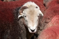 Herdwick Sheep Oil Pastels, Herdwick Sheep Sketch, Herdwick Sheep Art Studio, Herdwick Sheep Acrylic Paintings, Lakeland, Bowscale, Great Calva, Herdy Art, Dent, Seathwaite (Borrowdale), Helm Crag, Barbon, Herdwick, Catstycam, Catbells, Pennington, Gibson Knott, Mixed-Media Herdy Art, Skiddaw, Whiteside, Kirkland (Frizington), Whin Rigg, Herdwick Drawings, Herdy, Herdwick Sheep Oil Painting, Herdwick Sheep Art, Salkeld Dykes, Helton, Herdwick Wall Art, Knott, The, Corney,  Lake District, Cumbria.