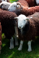 Dovenby, Black Fell, Herdwick Sheep, Nether Wasdale, Lakeland Sheep, Croglin, Gilsland, Allithwaite, Stone Arthur, Dale Head, Kirk Fell, Herdwick Sheep Sketch, Herdies, Rannerdale Knotts, Kirkland (Frizington), Yoke, Great End, Herdwick Drawings, Herdwick Art, Alston, Longlands, Harrington, Mixed-Media Herdwick Art, Herdwick Sheep Oil Pastels, Wythburn, Herdwick Sketch, Herdwick Sheep Prints, Arlecdon,  Lake District, Cumbria.