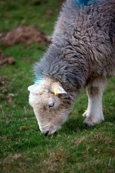 Brisco Valley Lake district Sheep