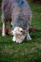Herdwick Sheep Oil Pastels, Yoke, Bampton Grange, Swinside, Holmrook, Great End, Lakeland Herdy Artworks, Herdwick Drawings, Angletarn Pikes, Lingmell, Herdies, Slight Side, Renwick, Herdy Sheep Artist, Green Crag, Herdwick Sheep, Dollywaggon Pike, Lorton (High and Low), Herdwick, Selside Pike, Roosebeck, Glaramara, Mixed-Media Herdy Art, Wetherlam, Bouth, Grisedale Pike, Broughton Moor,  Lake District, Cumbria.