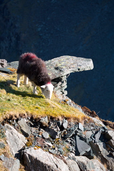 Ullock Pike Field Herdwick Sheep
