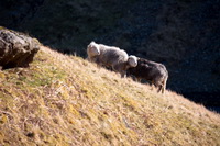 Newton Arlosh, Herdy Wall Art, Lakeland Sheep, Herdwick Sheep, Herdwick Sheep Acrylic Paintings, Rampsgill Head, Herdwick Sheep Prints, Branthwaite (Workington), Lakeland Herdy Artworks, Great Corby, Nethermost Pike, Silver How, Sergeant Man, Warwick Bridge, Leece, Herdy Sketch, Ling Fell, Herdwick Sheep Art, Hartsop above How, Herdwick, Allonby, Hutton Roof, Great Orton, Great Crag, Mixed-Media Herdy Art,  Lake District, Cumbria.