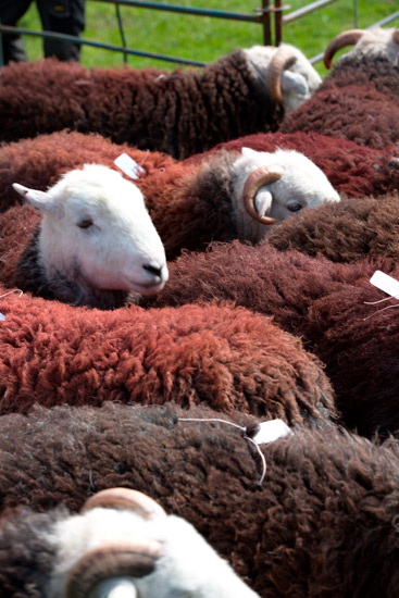 Raughton Head Herdwick Sheep