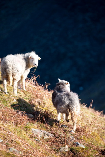Brampton (Carlisle) Valley Herdwick