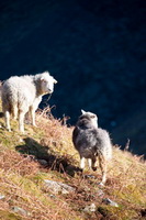 Hart Crag, Sergeant Man, Lonscale Fell, Herdwick Sketch, Crag Fell, Herdwick Sheep Prints, Crosby-on-Eden, Herdwick Sheep Oil Painting, Herdwick Art, Bowscale, Herdwick Art Studio, Herdwick Sheep Art, Warwick-on-Eden, Holmrook, Gilsland, Penruddock, Burnbank Fell, Herdwick Sheep, Herdwick Sketches, Barrow-In-Furness, Blea Rigg, Blencathra, Herdwick, Herdwick Sheep Sketch, Sallows, Place Fell, Storth, Mosedale, Buckbarrow,  Lake District, Cumbria.