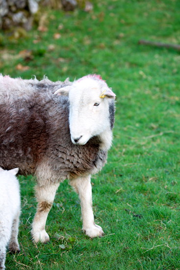 Drybeck Farm Herdwick Sheep - Lakeland Photos - Art Prints Drybeck Farm Herdwick Sheep