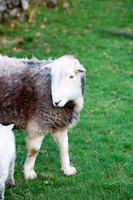 Allithwaite, Monkhill, Barrow, Dent, Ulpha, Herdwick, Lanercost, Grey Friar, Herdwick Drawings, Herdwick Sheep Oil Painting, Dearham, Biggar, Roa Island, Keswick, Herdies, Herdwick Art Studio, Gavel Fell, Herdwick, Herdwick Sheep Acrylic Painting, Harrison Stickle, Irthington, Lonscale Fell, High Seat, Nethermost Pike, Herdwick Sheep Art, Beda Fell, Mixed-Media Herdwick Art,  Lake District, Cumbria.