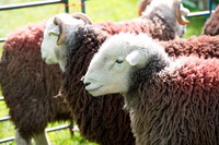 Herdy Ewe, Herdy Sketch, Wiggonby, Stone Arthur, High Raise, Sour Howes, Bigrigg, Herdwick, Leasgill, Glassonby, Yoke, Ullock Pike, Newton Arlosh, Herdwick Drawings, Herdwick Sheep Oil Pastels, Herdy Sheep Artist, Herdy Art, Brae Fell, High Pike (Scandale), Bridekirk, Binsey, Hindscarth, Crooklands, Lowther, Bolton, Herdy, Lowthwaite Fell,  Lake District, Cumbria.