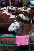 Herdwick, Herdwick Sheep Acrylic Paintings, Welton, Fleetwith Pike, Ravenstonedale, Raise, Scoat Fell, Herdies, Lanercost, Watch Hill, Holker, Herdwick Sheep Oil Pastels, Dove Crag, Herdwick Sheep Art, Lakeland Herdy Artworks, Croglin, Brougham, Herdwick Sheep Oil Painting, Lonscale Fell, Gamblesby, Steel Knotts, Bampton Grange, Moor Row, Grey Crag, Rannerdale Knotts, Herdwick Sheep Sketch, Monkhill,  Lake District, Cumbria.