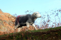Herdwick Sheep Art, Great Asby, Herdwick, Ireleth, Bromfield, Herdwick, Walla Crag, Little Asby, Carlisle, Grayrigg, Pike of Stickle, Armboth Fell, Rampsgill Head, Slate Fell, Asby (Workington), Bolton, Great Cockup, Dockray, Blencathra, Herdwick Drawings, Lakeland Sheep, Mixed-Media Herdy Art, Herdwick Sheep Oil Painting, Birker Fell, Herdwick Sheep Art Studio, High Bankhill, Great Ormside, Herdwick Sheep Acrylic Paintings,  Lake District, Cumbria.