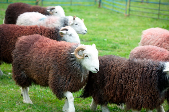 Little Mell Fell Valley Lakeland Sheep - Lakeland Photos - Art Prints Little Mell Fell Valley Lakeland Sheep