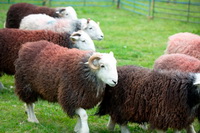 Irton with Santon, Mixed-Media Herdwick Art, Herdwick Ewe, Penruddock, Camerton, Nethermost Pike, Buck Pike, Herdwick Art, Lingmell, Base Brown, Seathwaite (Borrowdale), Herdwick Sheep Prints, Herdwick Sheep Art, Blackford, Blencathra, Longtown, Helvellyn, Fellbarrow, Flookburgh, Herdwick Sheep, Herdies, Herdwick Company, Patterdale, Herdwick Sketch, Great End, Bootle, Herdwick Drawings, Herdwick, Burgh by Sands, Near Sawrey, Herdwick Art Studio,  Lake District, Cumbria.