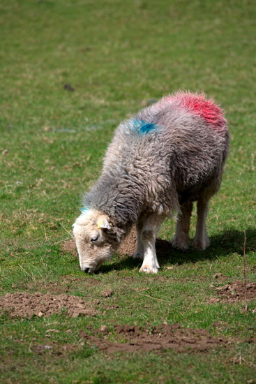 Kentmere Pike Field Lakeland Sheep