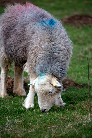 Loft Crag Farm Lakeland Sheep