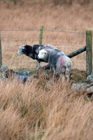 Dovenby, Backbarrow, Knock, Herdy Sketches, Herdwick Sheep Art Studio, Kirkhouse, Herdwick Sheep Sketch, Milnthorpe, Pike of Stickle, Coniston Old Man, Lakeland Herdy Artworks, Herdy, Hartsop above How, Seat Sandal, Herdwick Sheep Prints, Eagle Crag, Torver, Bootle, Herdies, Birker Fell, Herdwick, Biggar, Workington, Parton, Herdwick Sheep Oil Pastels, Ackenthwaite, Herdy Sheep Artist, High Tove, Dent, Mixed-Media Herdy Art, Fairfield,  Lake District, Cumbria.