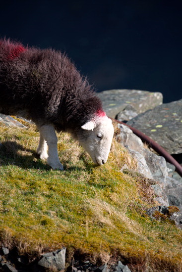 Swarthmoor Herdwick - Lakeland Photos - Art Prints Swarthmoor Herdwick