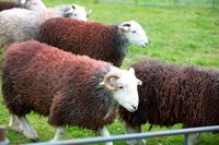 Bonscale Pike, Herdy, Rannerdale Knotts, Seascale, Herdy Ewe, Brisco, Herdwick Sheep Sketch, Herdwick Sheep Oil Painting, Hindscarth, Hallbankgate, Raise, Branstree, Crook, Lindale, Steeple, Herdwick Sheep Oil Pastels, Herdy Sheep Artist, Red Screes, Herdwick Artwork, Rossett Pike, Herdy Sketches, Watendlath, Hartsop above How, Lakeland Herdy Artworks, Herdwick Sheep Oil Painting, Hilton, Walla Crag, Wansfell, Lamplugh,  Lake District, Cumbria.