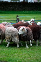 Burnbank Fell, Rest Dodd, Herdwick Ewe, Pillar, Bampton, Eel Crag (Crag Hill), Froswick, Blake Fell, Herdwick Drawings, Dean, Grasmoor, Herdwick Sheep Oil Painting, Loweswater, Herdwick, High Stile, Herdwick Sheep Acrylic Painting, Armboth Fell, Barbon, Herdies, Herdwick, Troutbeck (Windermere), Catterlen, Port Carlisle, Kirkoswald, Herdwick Sheep Prints, Mixed-Media Herdwick Art, Matterdale End, Glaramara, Herdwick Sheep Oil Pastels, Sebergham, Heversham, Wether Hill,  Lake District, Cumbria.