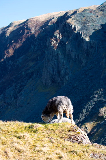 Rydal Herdwick Sheep - Lakeland Photos - Art Prints Rydal Herdwick Sheep