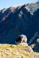 Lakeland Herdy Artworks, Brock Crags, Caudale Moor, Brigham, Grasmoor, Thunacar Knott, Holme Fell, Herdwick Sheep Art Studio, Grinsdale, Lakeland Sheep, Herdwick, Herdwick Sheep Oil Pastels, Harrison Stickle, Herdy, Base Brown, Herdwick Sheep Sketch, Sergeant Man, Herdy Wall Art, Soulby (Penrith), Herdy Sketch, Birker Fell, Clifton, Herdwick Artwork, Warwick-on-Eden, Seathwaite (Duddon Valley), Dalston, Barrow-In-Furness, Herdy Sheep Artist, Great Corby, Crook, Barbon, Red Pike (Buttermere), Gleaston,  Lake District, Cumbria.