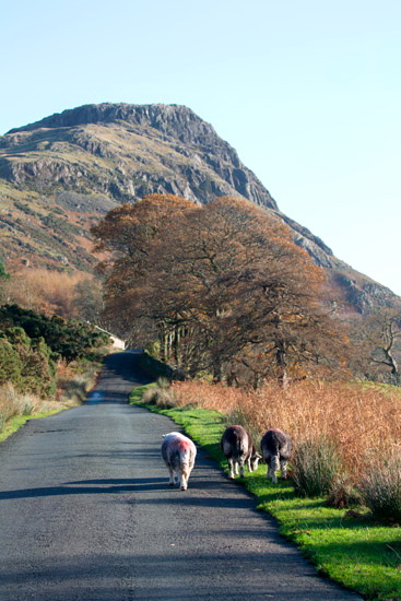 Wythburn Field Herdwick