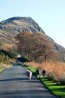 Herdy Wall Art, Castle Crag, Herdies, Lamplugh, Hayton (Brampton), Kidsty Pike, Great Sca Fell, Herdwick Sheep, Middle Fell, Brae Fell, Herdwick Sheep Oil Pastels, Lakeland Sheep, Hart Crag, Herdwick Wall Art, Herdwick Sheep Art Studio, Irton with Santon, Buck Pike, Burnbanks, Herdwick Sheep Art, Troutbeck (Penrith), Great Crosthwaite, Greystoke, Great Borne, Seatoller, High Rigg,  Lake District, Cumbria.