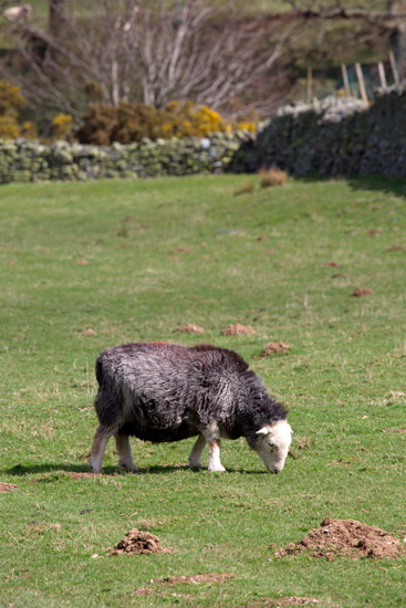 Gavel Fell Farm Herdwick