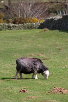 Herdies, Herdy Sketches, Herdwick Sheep Prints, Lingmoor Fell, Sandside, Herdwick Artwork, Herdwick Sheep Sketch, Kirkoswald, Knott, Herdwick Wall Art, Far Sawrey, Troutbeck Tongue, Barrows Green, Roosebeck, Rottington, Lakeland Sheep, Ullock Pike, Walton, Great Corby, Great Calva, Levens, Herdy Art, Herdwick Sheep Art Studio, Herdwick Sheep Oil Painting, Seat Sandal, Great Musgrave, Boot, Blencathra, Arnside,  Lake District, Cumbria.