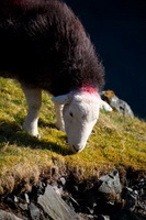 Gibson Knott, Thurstonfield, Lakeland Sheep, Barrow, Great Rigg, Herdwick Sheep Prints, Hopegill Head, Pillar, Herdwick Sheep Oil Painting, Castle Crag, Seathwaite (Borrowdale), Pennington, Herdwick Drawings, Lank Rigg, Shipman Knotts, Herdwick Sheep Art, Sandside, Workington, Thunacar Knott, Herdy Sketch, Herdwick Sheep Oil Pastels, Loweswater, Herdwick, Hincaster, Herdy Art, Kentmere Pike, Beckermet, Castle Carrock,  Lake District, Cumbria.