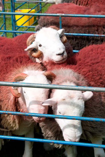 Caw Fell Valley Lakeland Sheep - Lakeland Photos - Art Prints Caw Fell Valley Lakeland Sheep
