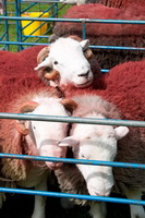 Mixed-Media Herdy Art, Renwick, Herdwick, Red Pike (Buttermere), Old Town, Herdy, Herdy Art, Grange (Keswick), Coniston Old Man, Graystones, Herdwick Sheep Oil Painting, Herdwick Artwork, Herdwick Sheep Oil Painting, Windermere, Haverigg, Newby Bridge, Little Hart Crag, High Crag, Sergeant Man, Ullock Pike, Herdwick Sheep Oil Pastels, Meal Fell, Pike of Stickle, Bolton, Herdwick Sheep, Bardsea,  Lake District, Cumbria.