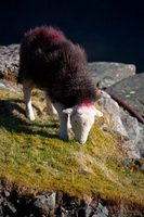 Helm Crag, Glenridding Dodd, Gleaston, Herdy, Herdwick Artwork, Chapel Stile, Mardale Ill Bell, Hincaster, Herdwick Drawings, Haycock, Routenbeck, Mungrisdale Common, Great End, Backbarrow, Herdy Art, Herdwick Sheep Oil Pastels, Seathwaite Fell, Herdwick, Herdy Sheep Artist, Fellbarrow, Esk Pike, Herdwick Sheep Art, Ireby, Herdies, Herdy Sketches, Herdwick Wall Art, Camerton, The Nab, Herdy Wall Art, Tarn Crag (Far Eastern Fells), Parton,  Lake District, Cumbria.