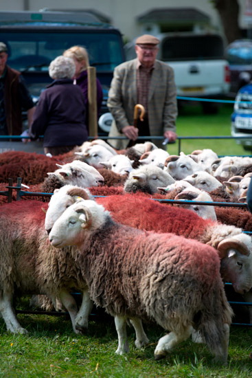 Kirkhouse Field Herdwick