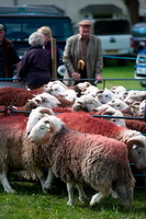 Thornthwaite Crag, Hallbankgate, Hopegill Head, High Rigg, Low Newton, Herdwick Sheep Oil Painting, Herdy Wall Art, Heversham, Ackenthwaite, Herdy Sketches, Raughton Head, Herdy, Herdwick Sheep Art, Cumwhitton, Melmerby, Rampside, Rosthwaite Fell, Herdwick Sheep Prints, Barrow, Birkhouse Moor, Gilsland, Pike of Blisco, Herdwick Sheep Oil Pastels, Lakeland Herdy Artworks, Nether Wasdale, Welton, Herdy Sheep Artist, Mungrisdale Common, Drybeck, Sour Howes, Herdy Ewe, Long Side, Middle Fell,  Lake District, Cumbria.