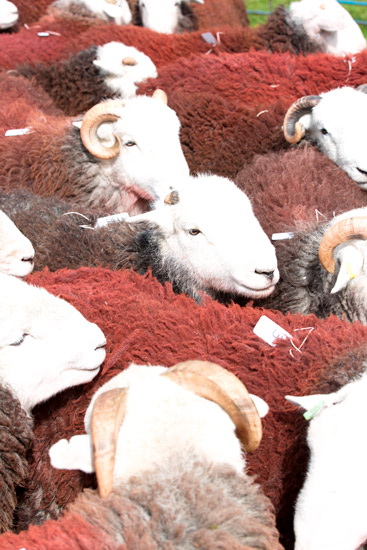 Bonscale Pike Lake district Sheep