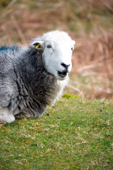 Swirl How Farm Lake district Sheep
