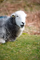 Herdwick Artwork, Portinscale, Pike of Stickle, Great Rigg, Cumwhinton, Herdwick, High Hartsop Dodd, Red Screes, Applethwaite, Seathwaite Fell, Bakestall, Herdy Sketch, Knock, Ponsonby, Herdy Sketches, Eaglesfield, High Hesket, Herdwick Wall Art, Crosby Ravensworth, Little Mell Fell, Castle Crag, Beda Fell, Lakeland Herdy Artworks, Blindcrake, Plumbland, Nether Wasdale, Herdwick Sheep, Wetherlam,  Lake District, Cumbria.