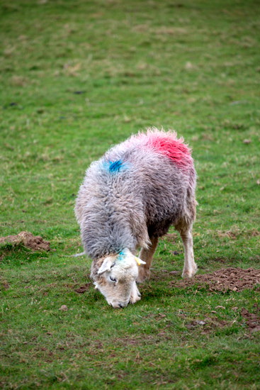 Whiteless Pike Lakeland Sheep - Lakeland Photos - Art Prints Whiteless Pike Lakeland Sheep