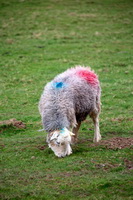 Steel Knotts, Herdwick Sheep Art, Bassenthwaite, Herdy Sketch, Buck Pike, Great Carrs, Patterdale, Waberthwaite, Glenridding, Herdwick Wall Art, Herdy Art, Wasdale Head, Herdy, Watch Hill, Robinson, Gowbarrow Fell, Camerton, Herdy Ewe, Gibson Knott, Rusland, Great Dodd, Dendron, Herdies, Herdwick, Brockleymoor,  Lake District, Cumbria.