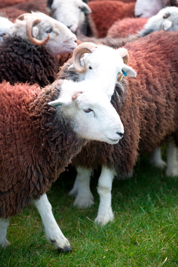 Barrow-In-Furness Valley Herdwick