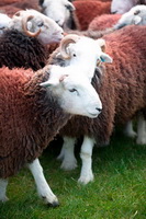 Herdwick Photo