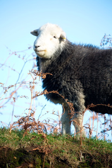 Middleton Herdwick - Lakeland Photos - Art Prints Middleton Herdwick