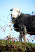 Cumrew, Herdwick Sheep Sketch, Loft Crag, Castle Carrock, Barrow, Low Hesket, Wandope, Lakeland Herdy Artworks, Ling Fell, Herdwick Sheep Oil Painting, Herdy Sketch, Place Fell, Herdwick, Herdwick Sheep Oil Pastels, Milnthorpe, Herdy Sheep Artist, Herdy Sketches, High Pike (Caldbeck), Cleator Moor, Patterdale, Herdwick Sheep Art, Great Mell Fell, Wiggonby, Herdwick Artwork, Whicham, Buckbarrow, Egremont, Kirkby Stephen,  Lake District, Cumbria.