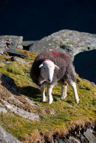 Hilton Farm Lake district Sheep