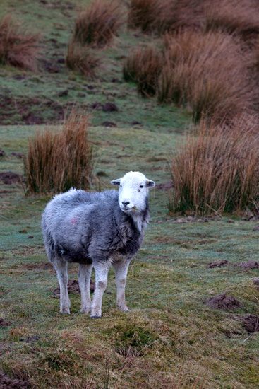 Steeple Herdwick