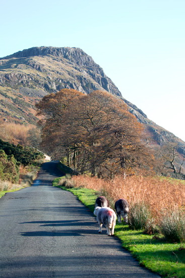 Keswick Field Lake district Sheep